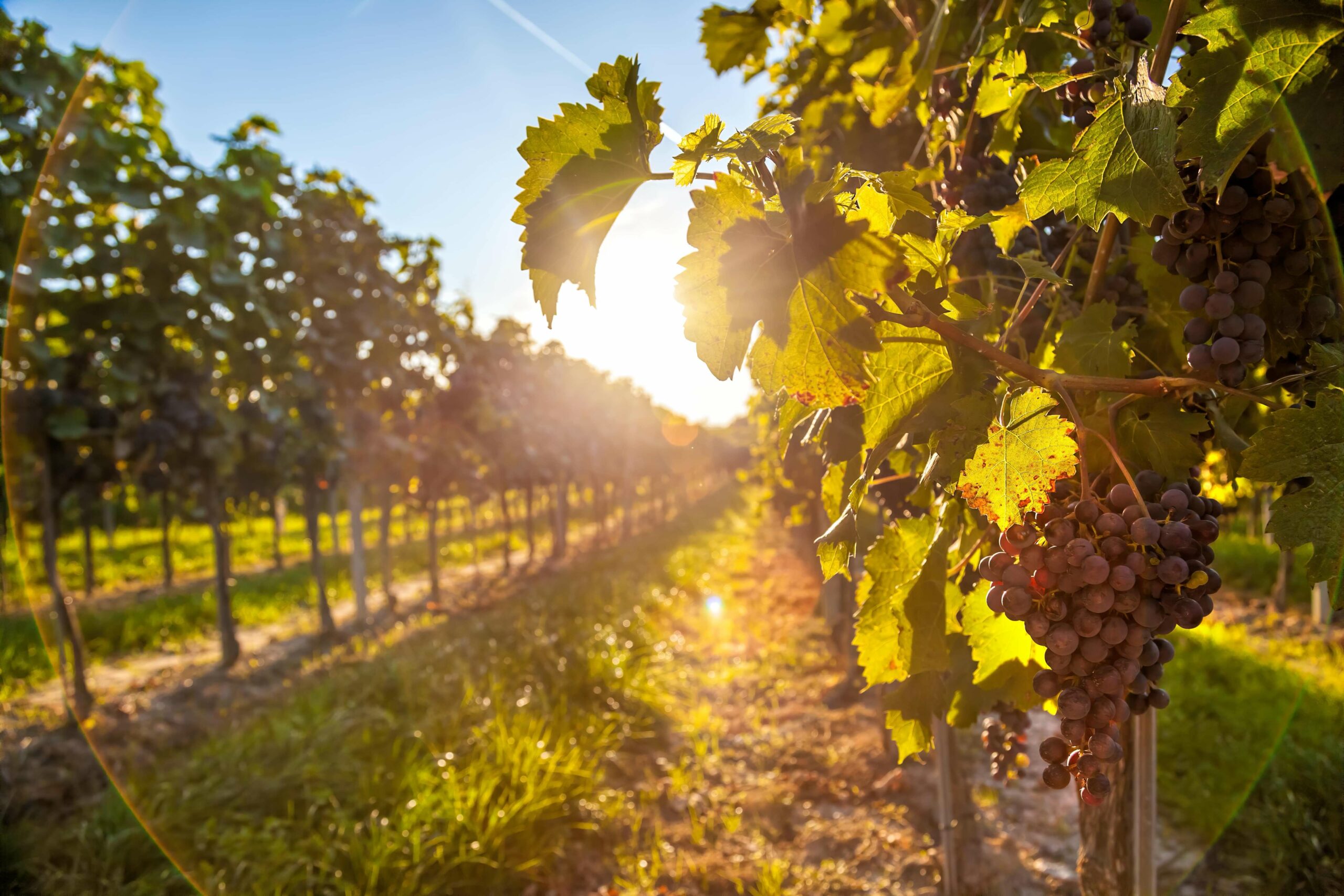 Goldener Sonnenuntergang über den Weinbergen in der Wachau.