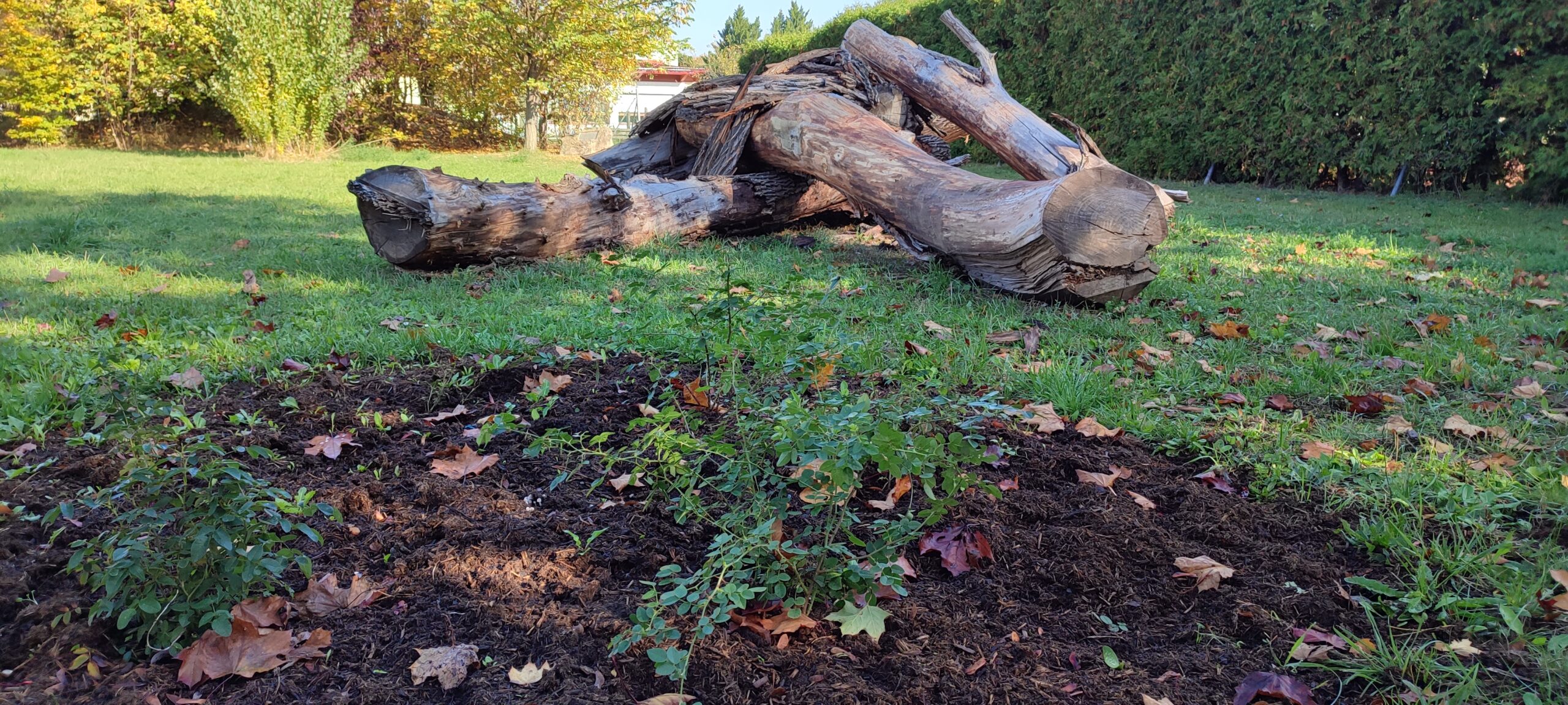 Holz für Käfer in Trumau