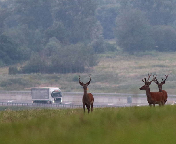 Wildtierwanderkorridore - Massnahmen in Engstellen und Barrieren